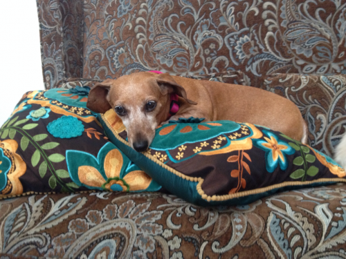 Michelle's Mia: Rescued in January 2010 after her owner passed away and the family could not keep her. She is a miniature dachsie that is approximately 12-13 years old.  She is a first time IVDD survivor, that I am aware of.  She had surgery in March 2014 and made a 100% recovery.
Keywords: mia