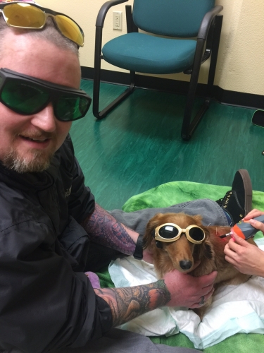 MikeA's Gracie at her first laser therapy session after surgery. How do you like her "Doggles"?

