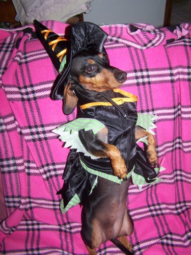 NancyB's little witch. Gary is 11 years old. Only one we have that will wear clothes.
Keywords: Gary