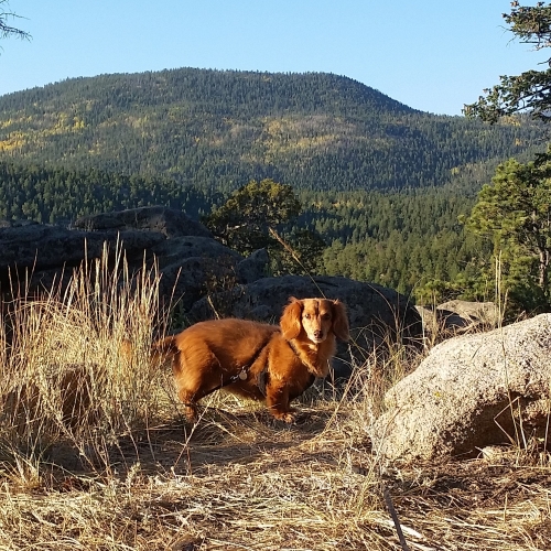 OliviaR's Boo spending a fun weekend exploring the mountains around Estes Park, Colorado in Hermits Hollow Campground! As an IVDD survivor I love having the ability to take walks through the mountains, even if they are pretty short ones. :)
