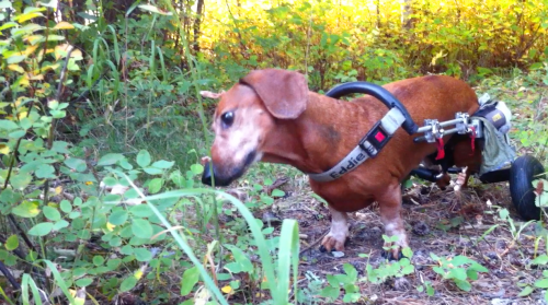 Paula's Clark thinks the earthy smells of a crisp Fall morning stroll are the best! Since his Oct 2006 surgery at age 4, Clark has been a very happy and healthy boy!
