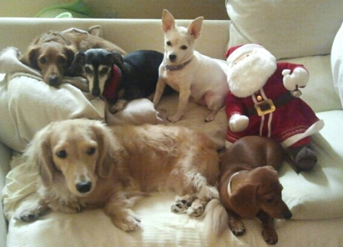 PricillaS' with all of them together. ..oh and with Fernando the "Ugly Dachshund," Scooby, AvaRose, Gabriel, Tiny
