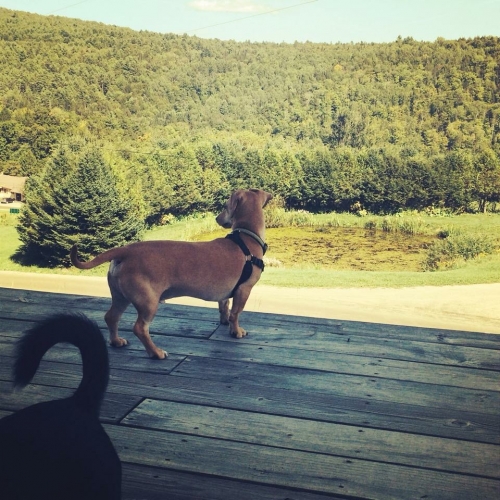 Rachel’s Seaamus is an IVDD survivor going strong and enjoying Dog Mountain in Vermont.

