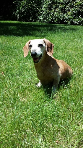 Rich Signorelli's Pogo celebrated his 18th Birthday in July proving IVDD dogs can lead long and happy lives.  Pogo is one of Dodgerslist's first Success Stories. In 2003 Pogo at age 5 experienced an IVDD episode. Read about his recovery http://www.dodgerslist.com/monthstory/feb04.htm  
