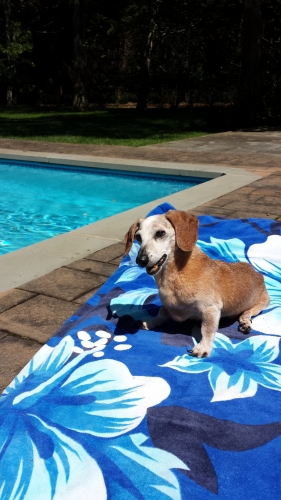 Rich's Pogo is 19 enjoys his happy and healthy life pool side.
