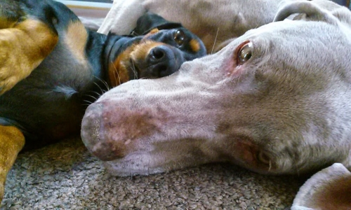 Rob's 5 year old Black and Tan short-haired Dachshund, Tyler cuddling with our 10 year old Weimaraner, Dolly. They are inseparable!  Like the famous pair, Harlow and Indiana our kids eat, sleep and play together. They even practice agility training together.
