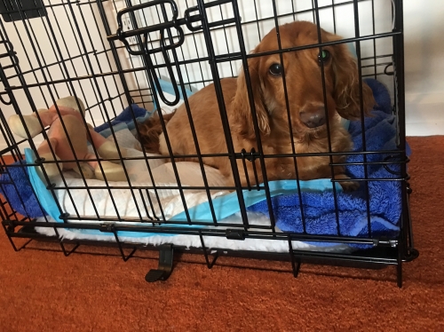 RobertW's Oliver on crate rest
