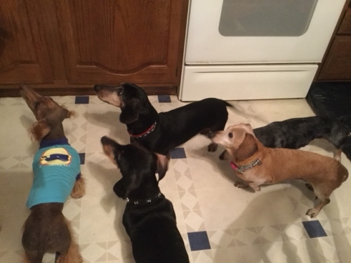 RoxieA's Wally is at week 9 of conservative treatment Spring 2018.  He is the black/tan with red collar.  He is doing so well.  Rowdy is other black/tan with black collar.  Rowdy had surgery on his back November 2016.  Our others in picture have had no back problems.  ET with the shirt is our mostly hairless boy.  Lexie is the red and Molly is a dapple behind Lexie.  
Keywords: Wally,Rowdy, ET, Lexie, Molly
