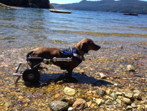 SandraG's 12 y.o. Rudy enjoys a day at the shore in Alberta, Canada.   A disc episode in 2014 and a surgery since that time has not deterred Rudy one bit from living a full and happy life with his family

