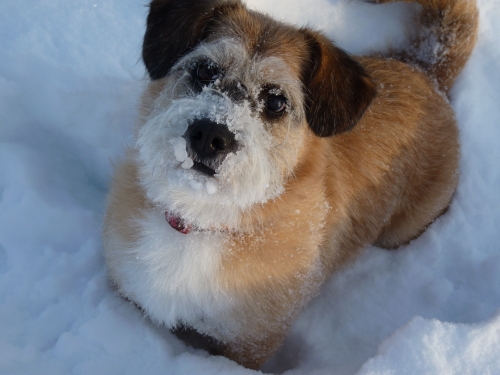 Sharon's Lacey loves the snow!
