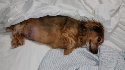 Sheree's Ike says one of my favorite things to do is snuggle in Mom's bed. I had successful IVDD surgery in July 2016 at the age of 15 years and 8 months. I can't walk too well yet except on the water treadmill but I sure can wag my tail off. I love going to rehab where I get laser and acupuncture therapy along with the treadmill. I expect to be walking soon. Love and kisses from South Carolina.
