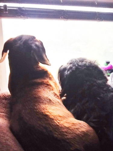 Stacy's Tucker & Taylor: An unbreakable bond till the end. My two best friends sitting in "one" of their favorite spots. ❤️ Gone but never forgotten.
