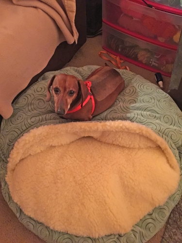 Starla's Moe loves his new bed!
