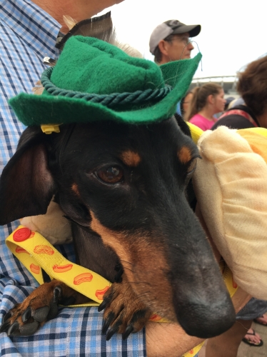 SusanL's Brutus Arrrffur, “B”, is 8 weeks out from his IVDD surgery. He has won heats in the Oktoberfest Running of the Wieners in Cincinnati but is a spectator now. When he watched his sister Weens race, he shivered and his heart raced.  Next year, B. 
