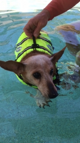 Susi’s Hans getting his first aqua therapy session last year after his second IVDD episode. He's walking thanks to to good advice, support and the mods who encouraged me to advocate for him at the vets office
