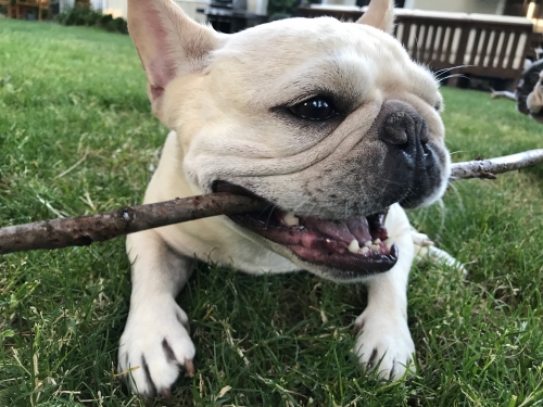 TracyR's French Bulldog, Isabel favorite pastime stick chewing! She has IVDD and is paralyzed. Isabel is a very happy spoiled girl who loves life. She has adjusted very well without the use of her back legs. Dodgerslist was a lifesaver for us when we were going through all the options for her IVDD. We are so thankful for this website.
