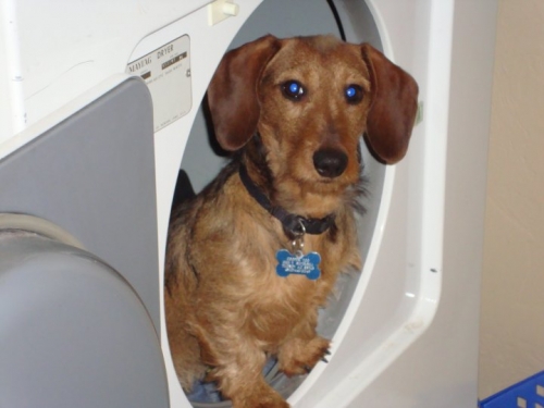 Vanessa's Archie is a wire haired dachshund. When he was a puppy, he would sleep in the dryer, or in the laundry basket while I was at work.
