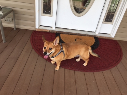 Vickie's Molly is a corgi mix. She has IVDD and was completely paralyzed in back limbs. Crate rest for nine weeks and this is how she looks.  She always uses her ramp - inside and out! 😍❤️ (She's ten years old)
