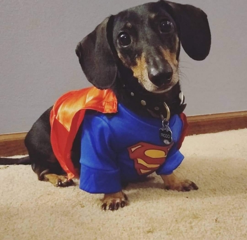 VictoriaS' Frodo has had three bouts with IVDD, and one surgery after he became paralyzed. He has always fought his hardest to recover and is now back to flying after tennis balls, so I think that makes him Superdog! 
