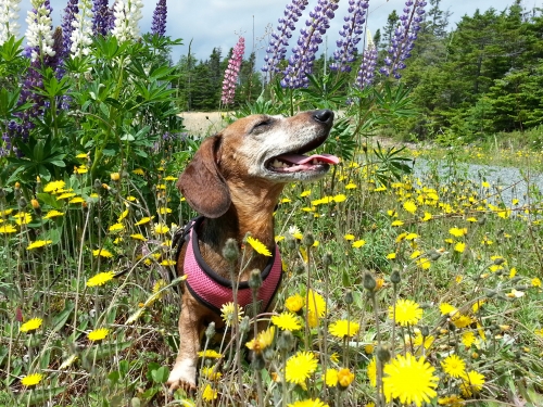 Yvonne's 10 y.o. Charlotte enjoying a walk in the park and the beautiful Canadian flowers! Surgery was in April 2016.
