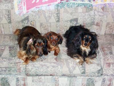 Shari's three dachshunds perfect
