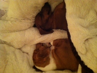 Joanie's Shiloh and Daisy sound to sleep.  Nighty Night!  "Sweet Dreams"
