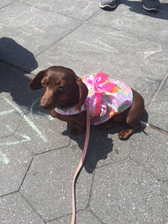 Lucy relishing in all the attention at the NYC Dachshund Festival April 2016
