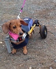 Peyton's Millie continues to make slow progress a year after her rescue and surgery Aug 14.  She pops up and walks a few steps just about every day now, but still prefers scooting.  She loves the speed of her wheels on our walks!
