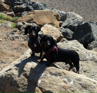 Sandra's Jack and Tucker at the beach in Pacifica, CA
