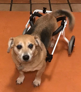 SheilaF's Al April 2017 surgery is a faded memory. It took some time before Al re-learned how to walk. Now 9 mos. later, he walks about 70% of the time in the house and uses the cart for outdoor walks. Al (Corgi/Beagle mix) looking handsome in his K9 cart.
