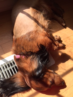 Shelley's Rosie Claire enjoying the warmth 3 weeks after her laser disc ablation
