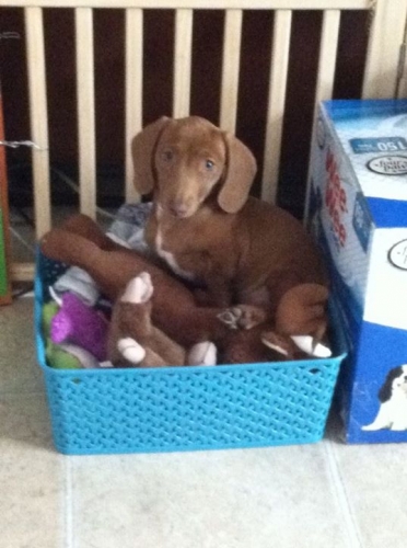 unknown owner: My Rusty in his toy box 
