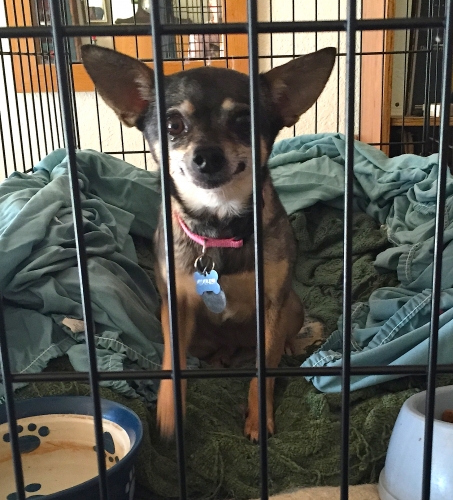 Bubo is my 10-year-old chihuahua who just presented with signs of disc disease on Thursday, 7/16/2015. I took her to my vet, & he gave her a steroid shot [Vetalog/Triamcinolone acetonide]. I was referred to this sight after my initial vet visit & took her back in for x-rays on Friday. The x-rays showed diminished space between discs 13 & 14 in the middle of her back, and she was diagnosed with disc disease. I put her on strict crate rest that evening.
