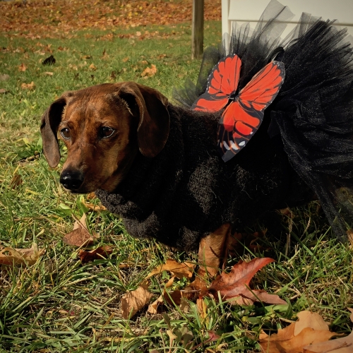 Alix' Gretta IS the elusive monarch butteredsausagefl and a Happy Hallowiener.
