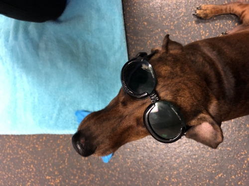 AlixM's Gretta getting laser therapy at her first IVDD rehab session eyes protected with goggles.

