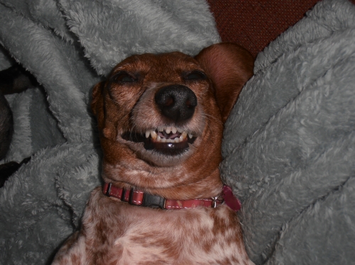 Amy's Dolly: Did I make you smile?
Keywords: miniature dachshund, miniature dachshunds