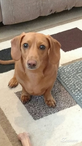 This is Andrea's "Dubi the Dachshund"   Dubi (6 year old male mini) was diagnosed with IVDD in November 2017.  Dodgerslist was instrumental in making sure that we and our Vet were on the same page in terms of treatment.  Our Vet literally followed the Dodgerslist treatment plan for acute care and follow-up.  9 weeks of crate rest and medications, and Dubi is happy and healthy (and 4 lbs lighter) and you can't tell he ever had a problem.  
