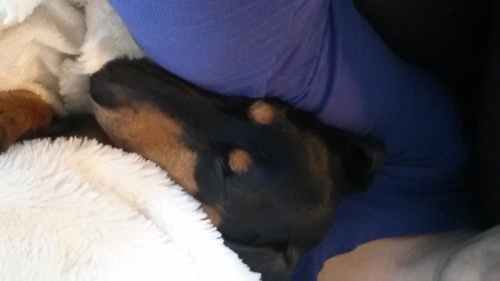 Anna's Guinness baby sleeping with mommy on the couch. She had a successful IVDD surgery 5 yrs ago.

