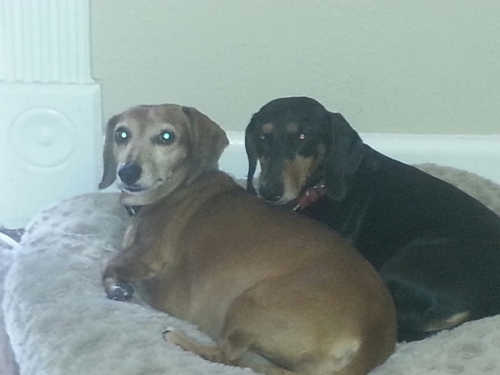 Anna's Guinness (blk) & Roo (red) lounging on their new bed
