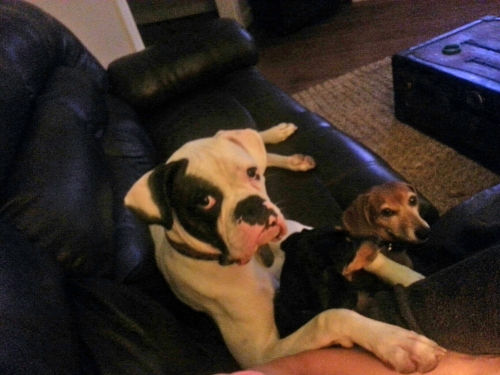 Anna's Petey, Guinness & Roo, the doxi sisters and their protective big bro snuggling on the couch.
