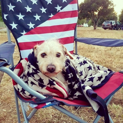 ArianaA's Ozzie, is a 5 year old Dachshund / Jack Russell mix who was in a wheel chair for almost 8 months because of IVDD. I love to cuddle up in my mom's favorite blanket by the fire when we are camping. As you can tell, I love the outdoors and America.
