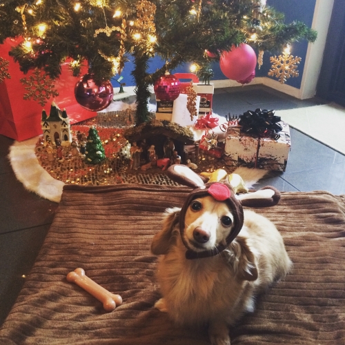 AshleyS's  LuLu, 8 year mini doxie as a Christmas reindeer. LuLu is 3x IVDD survivor thanks to Dodgerslist.



