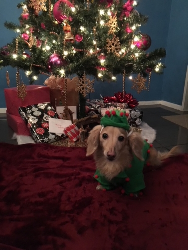 AshleyS' LuLu, the Christmas Elf, is a 9 year old miniature dachshund and 3x IVDD survivor thanks to everyone at Dodgerslist! 
