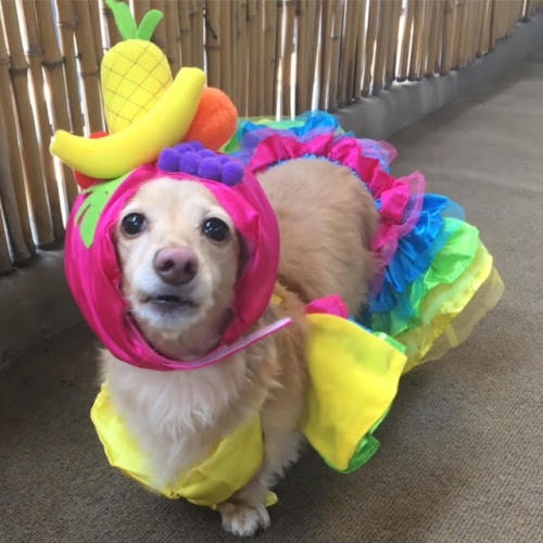 Ashely's LuLu is 7 yrs old and 3 months post Conservative Treatment for a 2nd IVDD episode since a 2015 surgery. Lulu is celebrating her recovery in her tropical showgirl outfit! 
