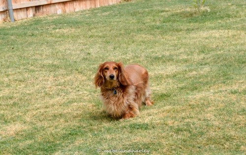 Reggie, standing proudly in his yard. After 8 weeks of recovery, post surgery, Reggie stands without wobbling or falling.
Keywords: Reggie, 4 year old Standard Dachshund