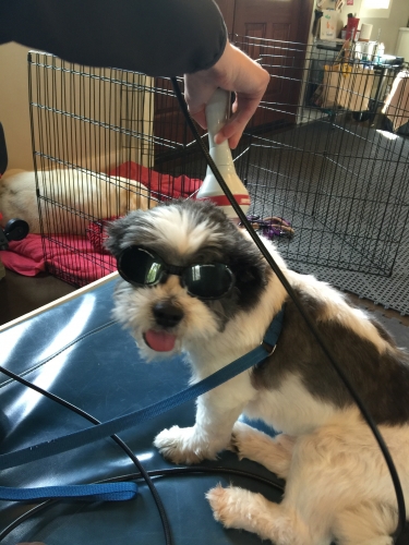 Brooke's Romeo loved to get out of the crate rest for the day and get his laser spa treatments!
