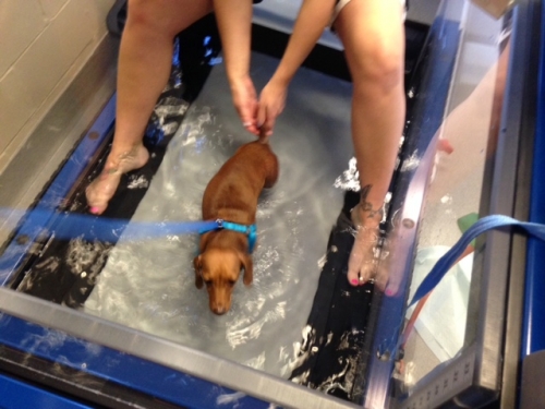 The Brother's family with Peanut's first time in the underwater treadmill tank. Very cool!
