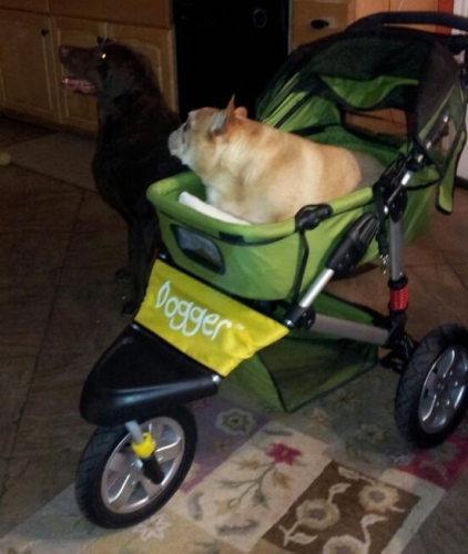 Carol's Cooper rides with with the big dog again, his brother!
Keywords: cooper