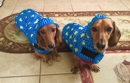 CherylL's Duncan & Freddy are best buddies! It’s wonderful that they can take walks together in the rain a year after Freddy’s successful IVDD surgery!

