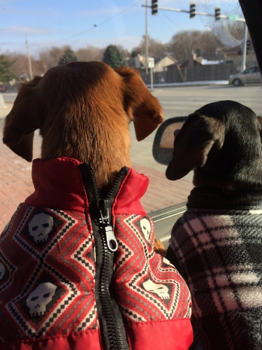 Chris' Dixie & Ernie on the way to get their nails done.
